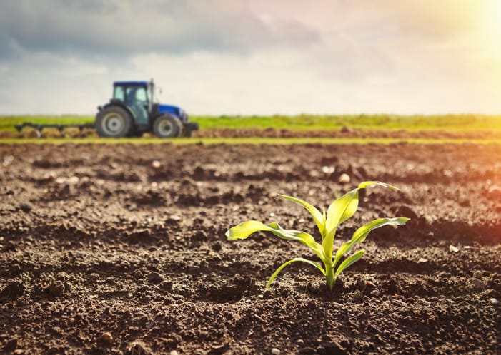 wzrastające zboże na polu traktor w oddali